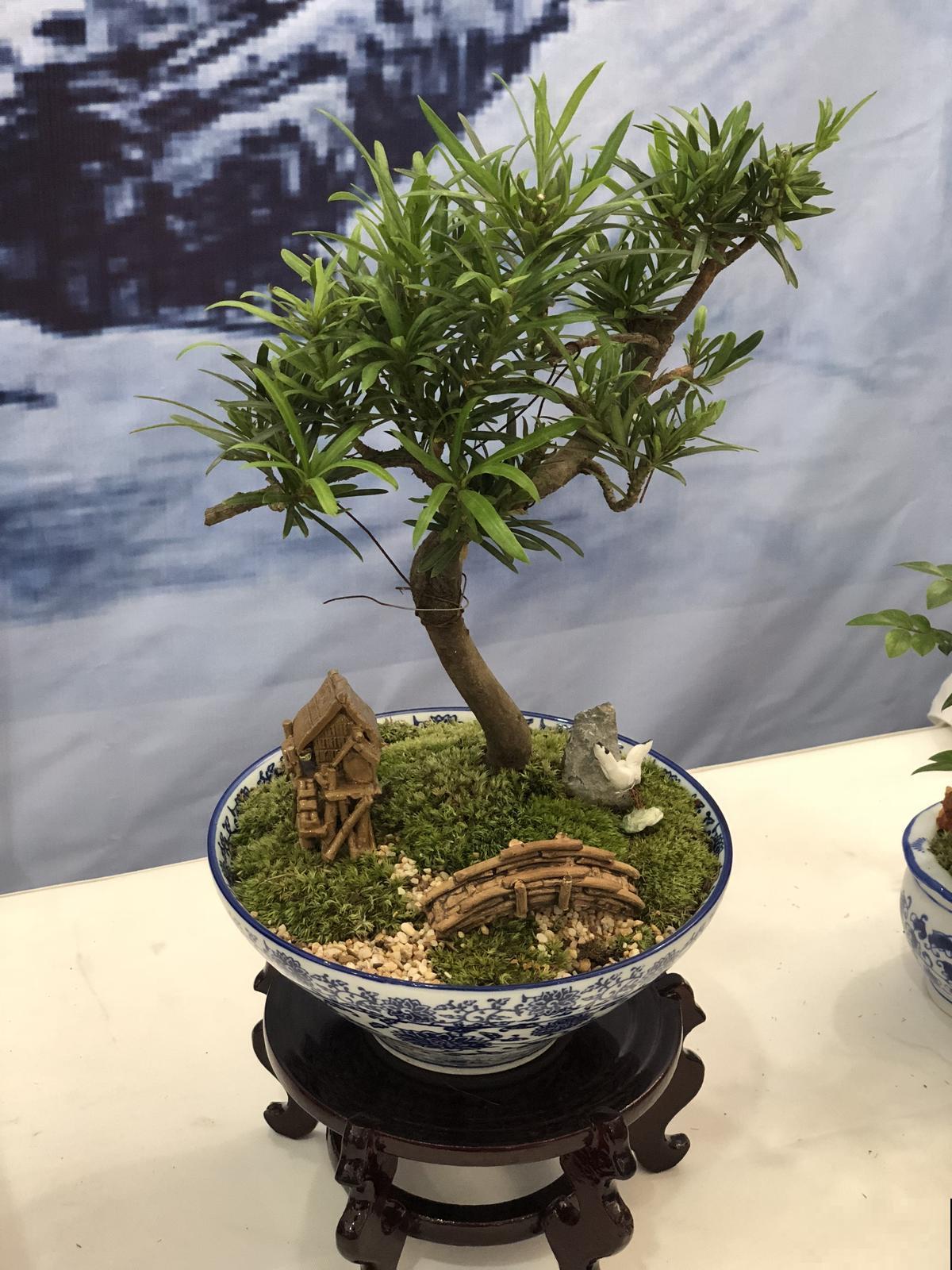 想要打造自己的盆景？简单几步，教你在家做出越看越美的盆景！