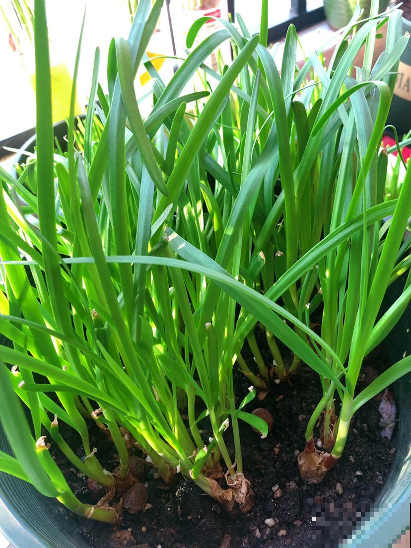 4种蔬菜润肠通便，常吃改善便秘，比吃药健康