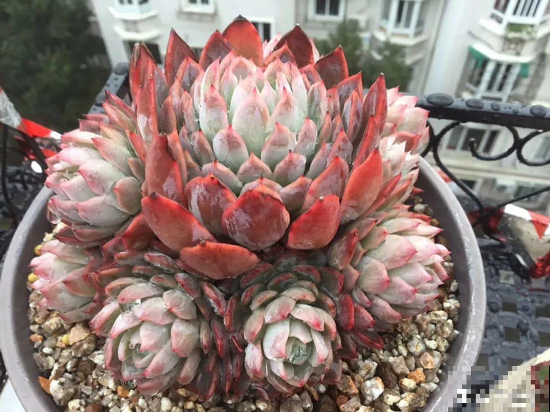 多肉要是养好了，精致得像艺术品，光看就很满足了