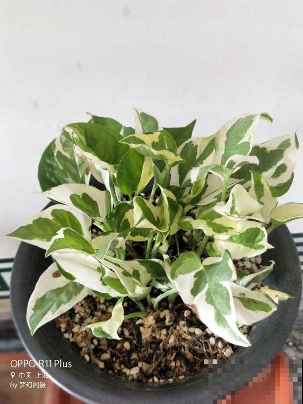 那些花市上的智商税，你成功躲避过几个？