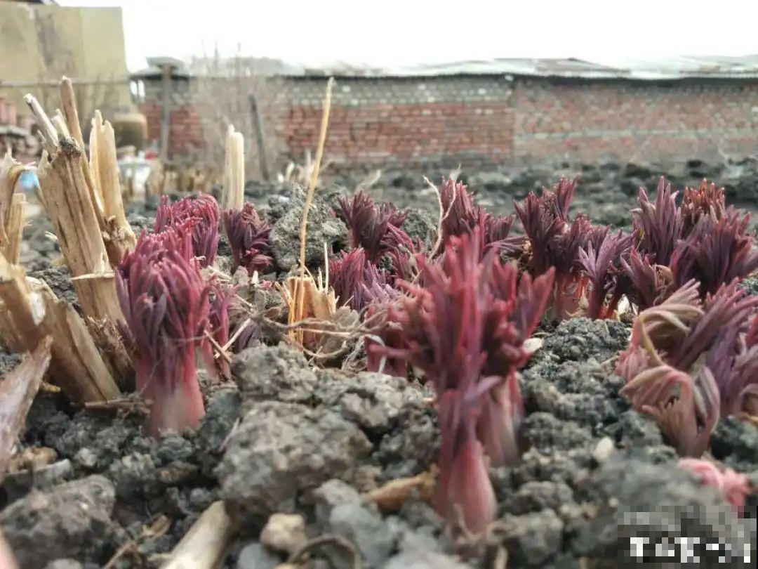 春天花要苏醒了，快施肥，新芽狂窜不断