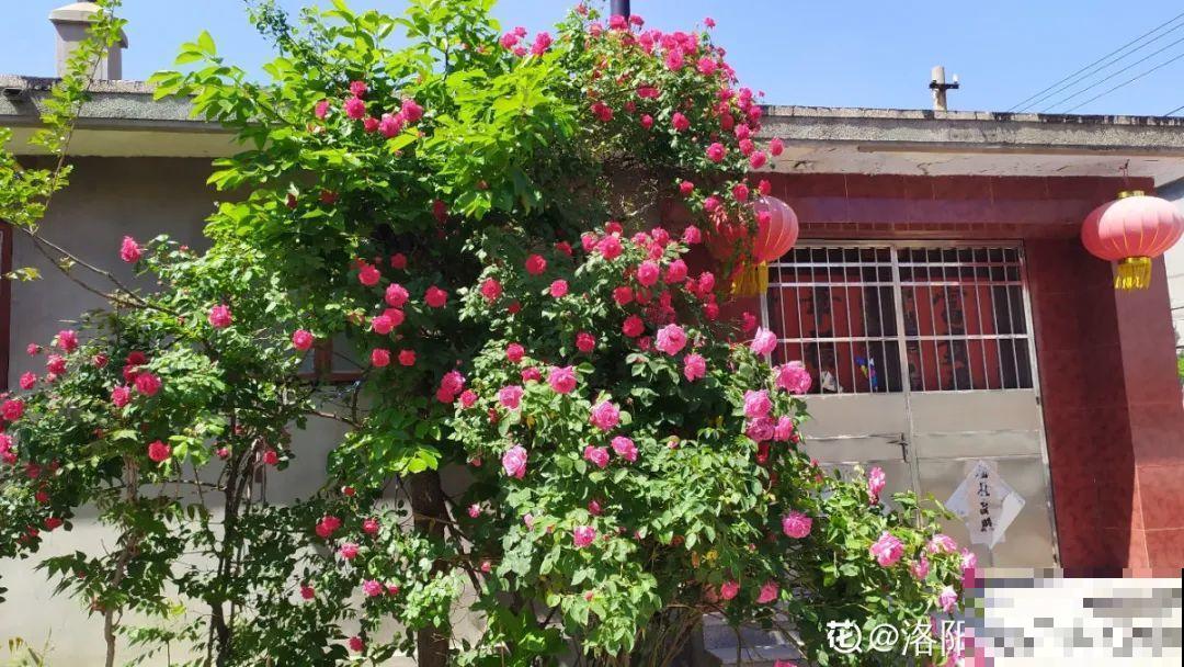 大门口种棵花，吉利又好看，镇宅保平安