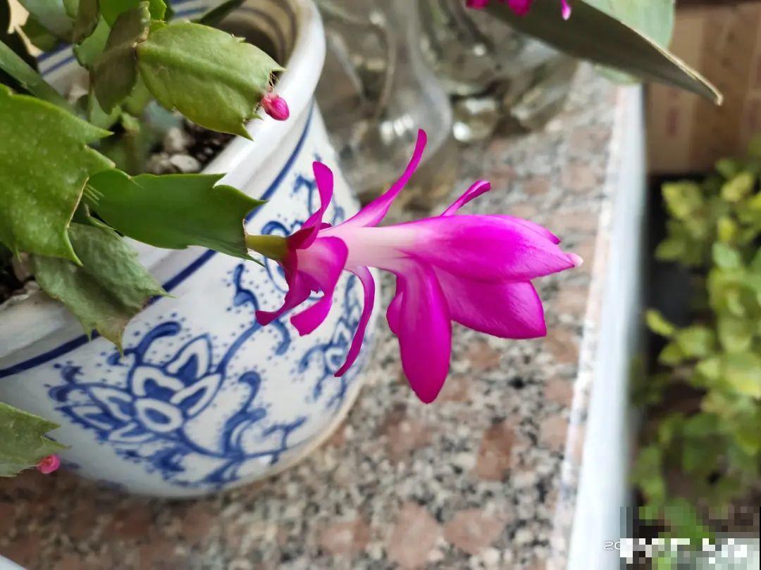 养护蟹爪兰,要注意8个要点,才能开出仙气飘飘花 养护蟹爪兰,要注意8个要点,才能开出仙气飘飘花