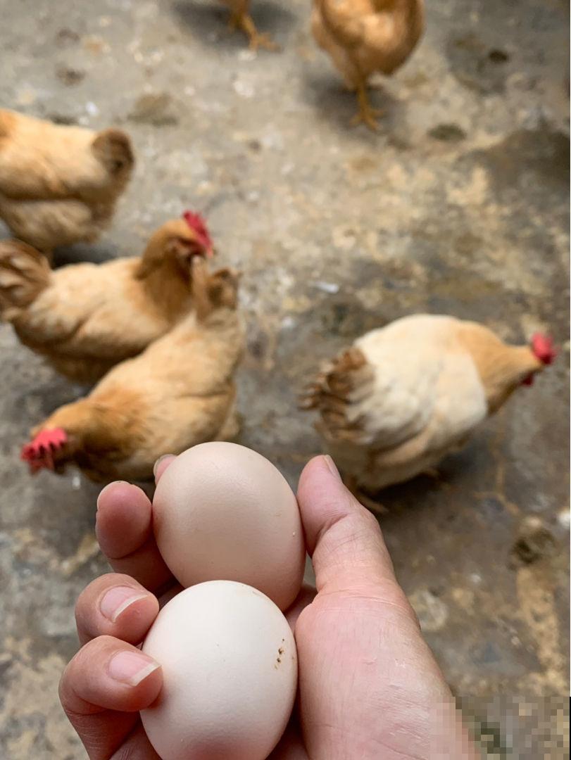 鸡蛋营养含量高，是燕窝的“平价替代品”，一天吃一个营养充足