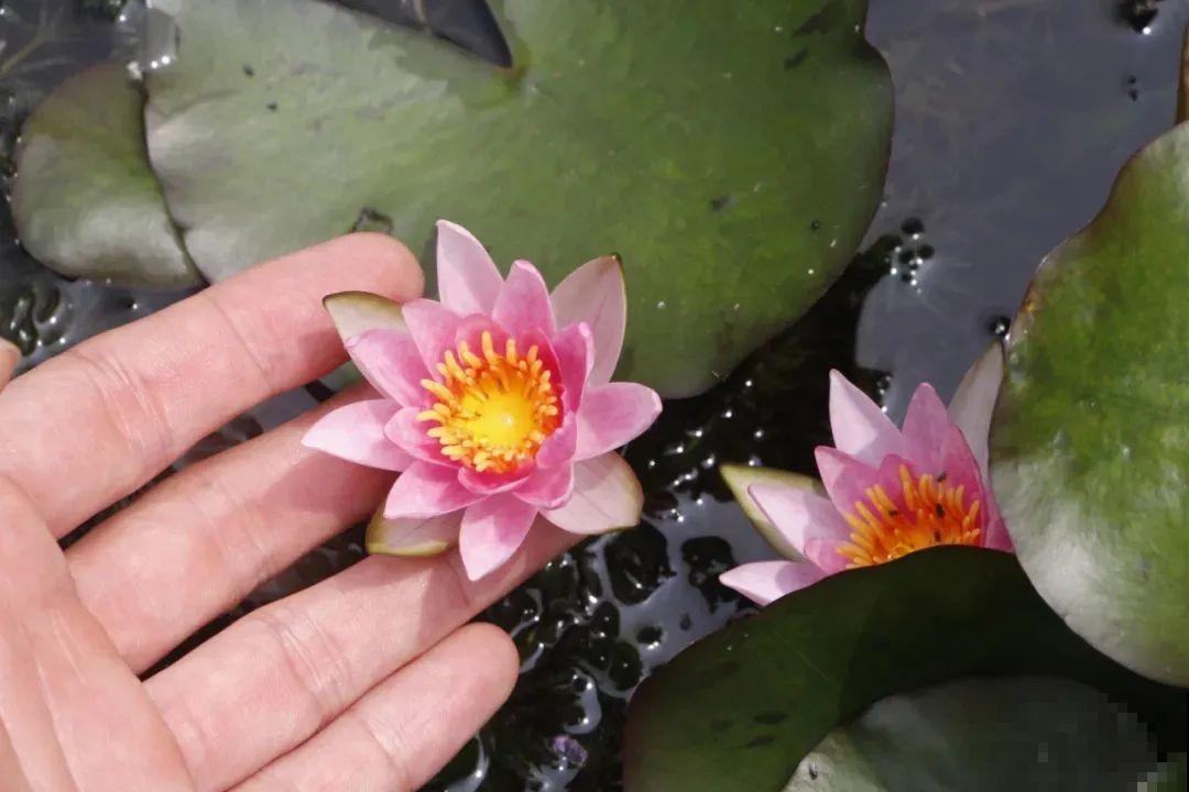 家里养盆“花中睡美人”，一天灌一瓢水，开花多得大缸放不下！