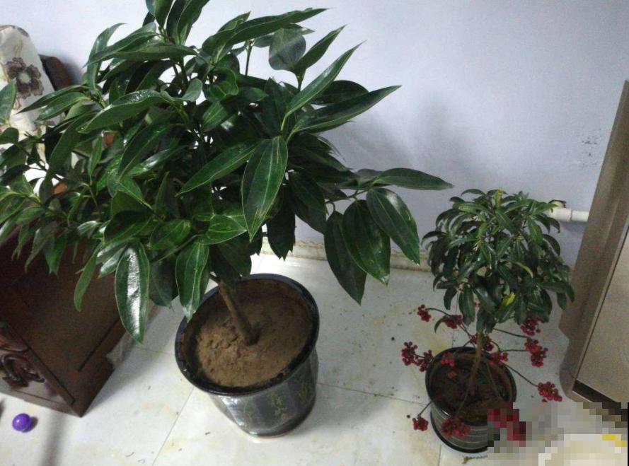 这种花叫红凉伞，结出无数小红果，过年摆着正好！