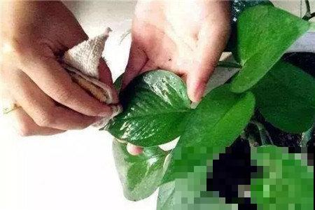 养花一定能用到的绝招！学会之后，再也没有养不好的花！