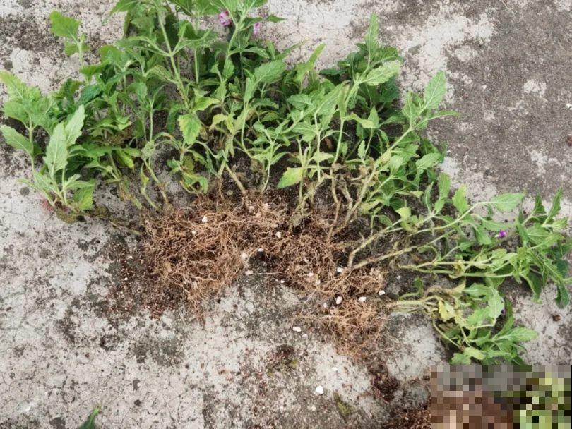 5年的花园，消失只要3天，全没了……