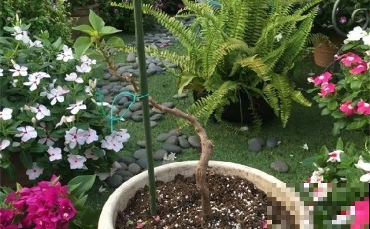 3月是给花剃头的好时机,现在狠心剪,下月就开花 3月是给花剃头的好时机,现在狠心剪,下月就开花