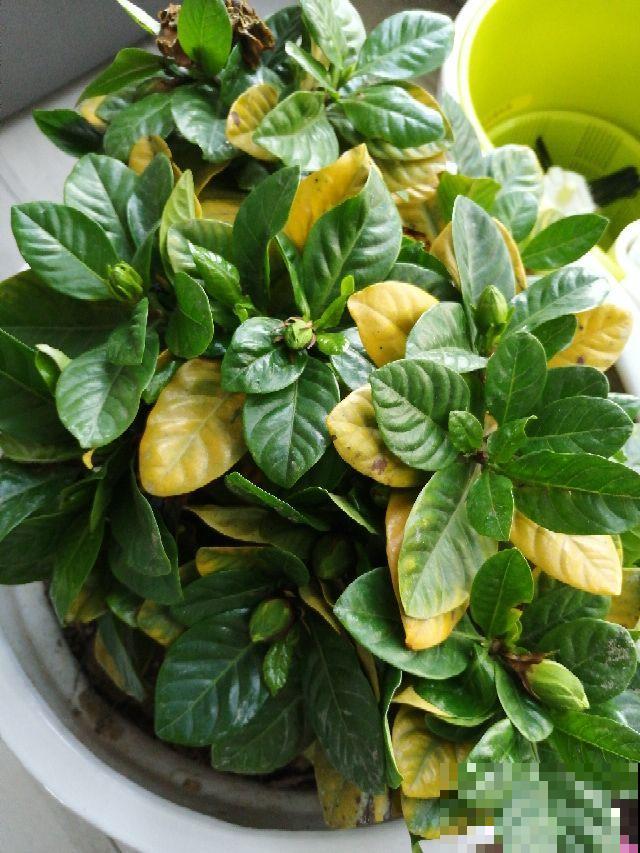 植物土壤黄叶，不光是没浇水导致的，要分情况解决