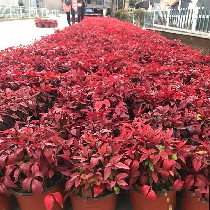 今年买年宵花，本命年可以养4种花，红红火火旺运一整年