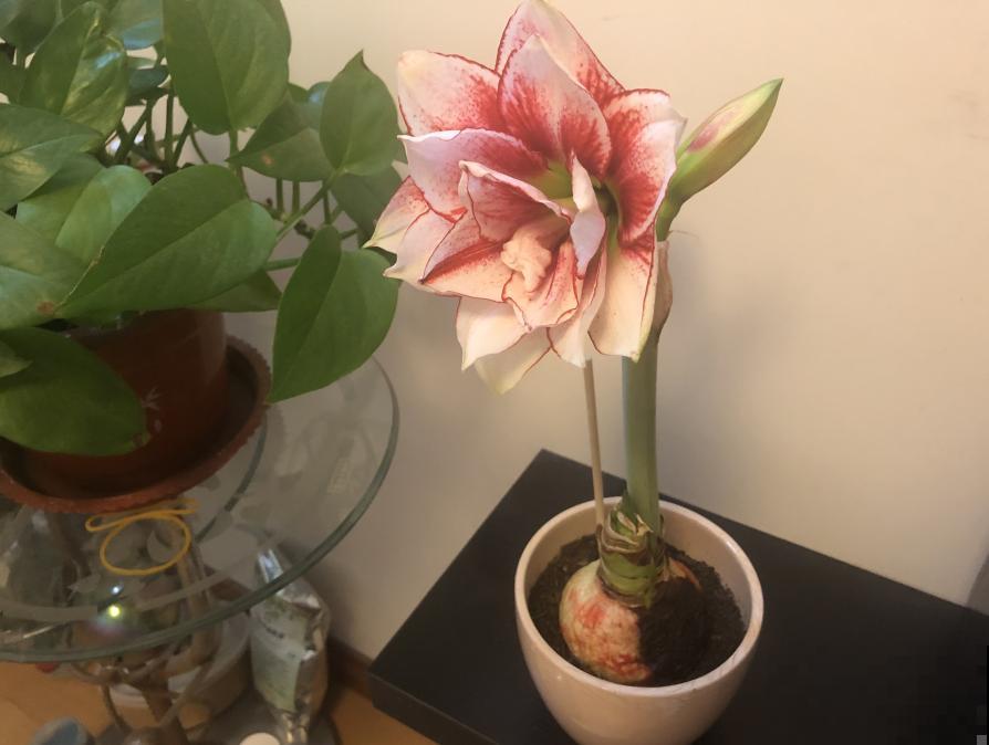 朱顶红埋土里，如何能年年开花，球变大、变多？