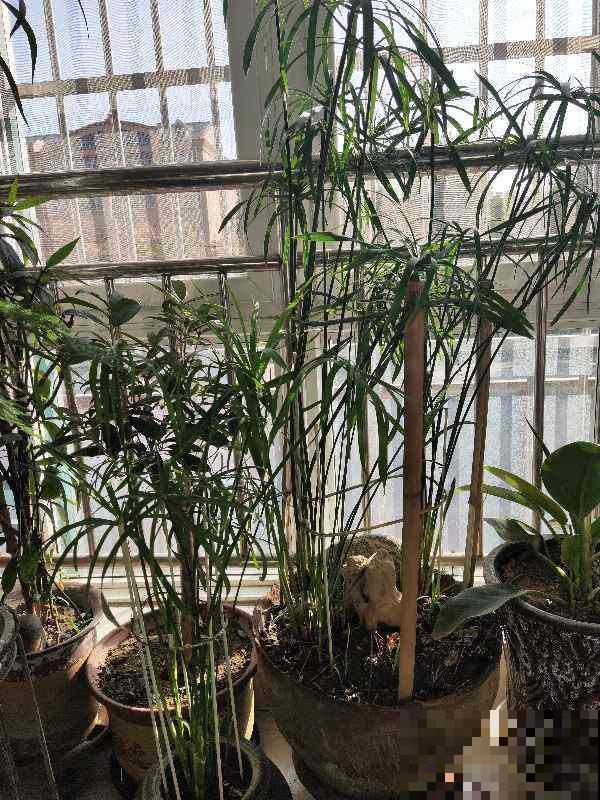 过年家里养花，就养这些“节节高”花，新的一年节节攀升