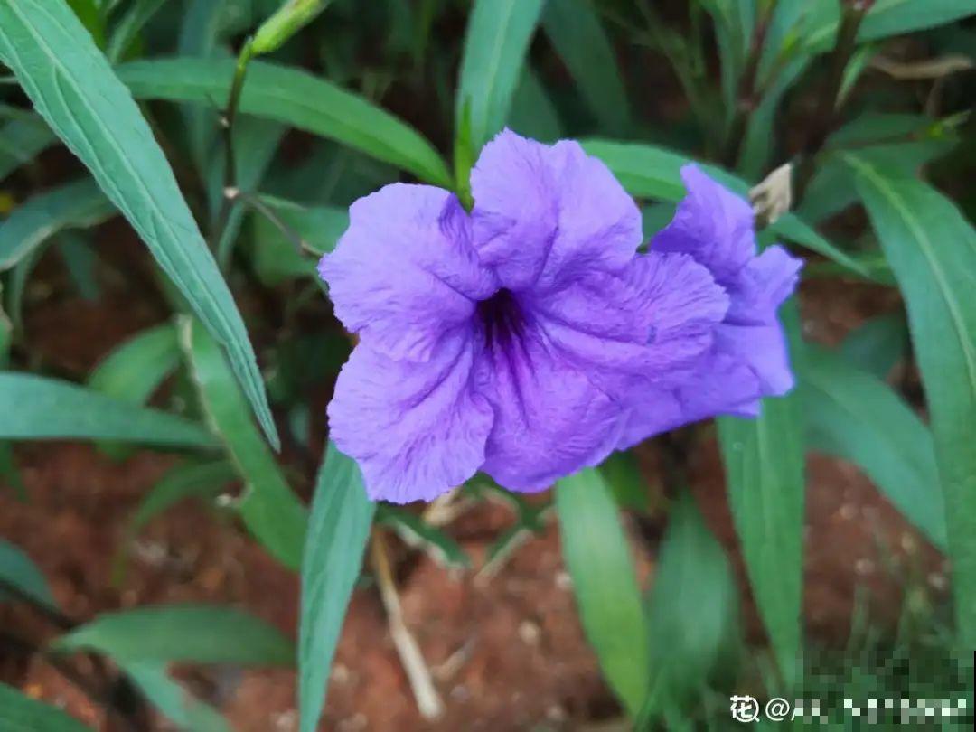 惊蛰之后，小虫乱飞，教你16种杀虫方法