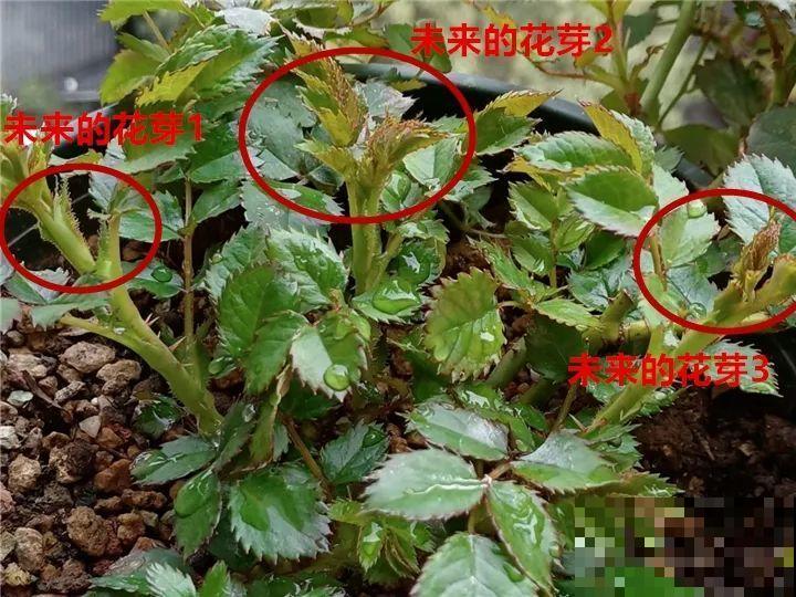 带花芽的枝条不能修剪，未来全是花苞，一剪就亏了