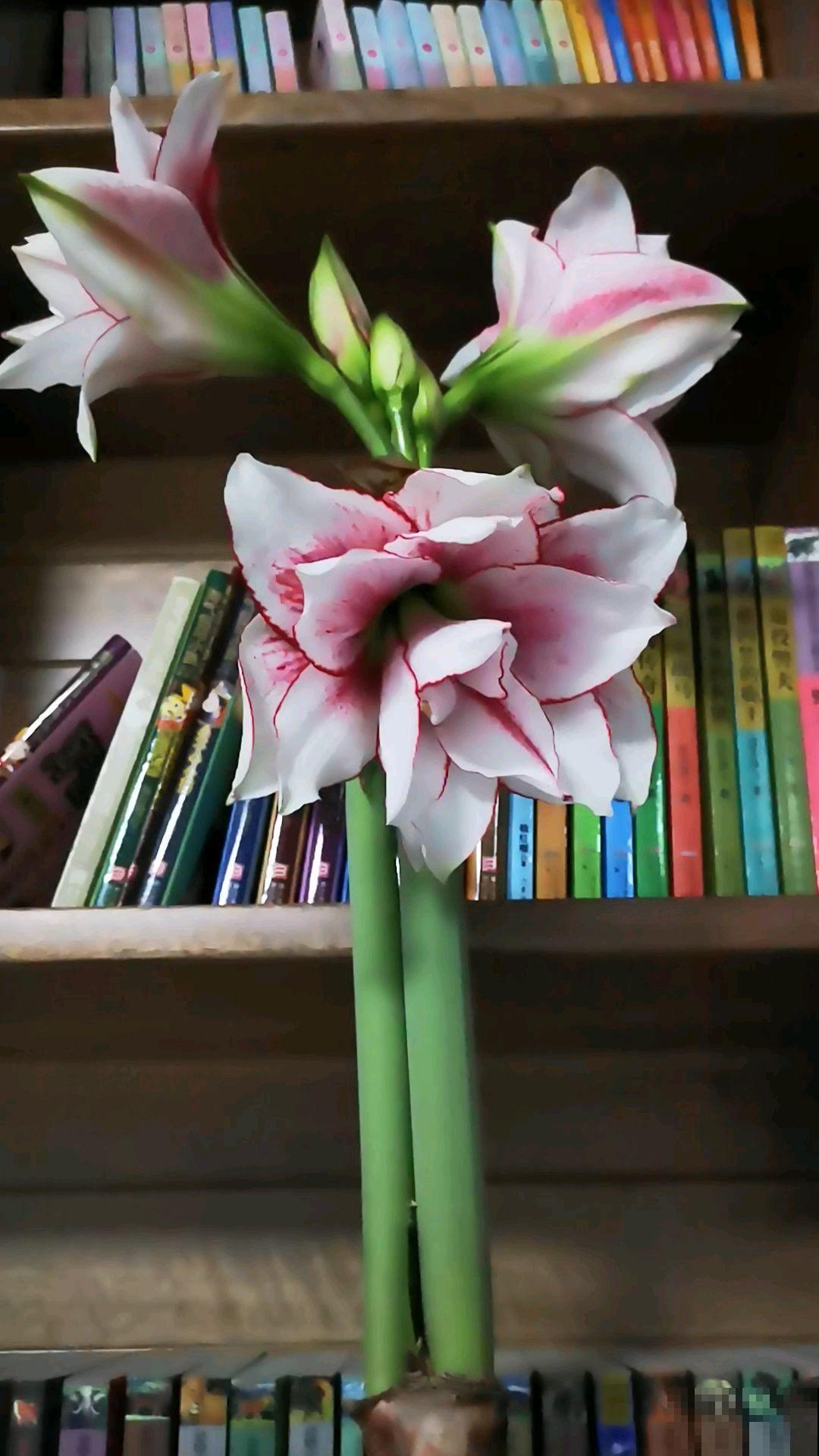 5种花吸引力太强,养好一盆,就会越来越上瘾 5种花吸引力太强,养好一盆,就会越来越上瘾