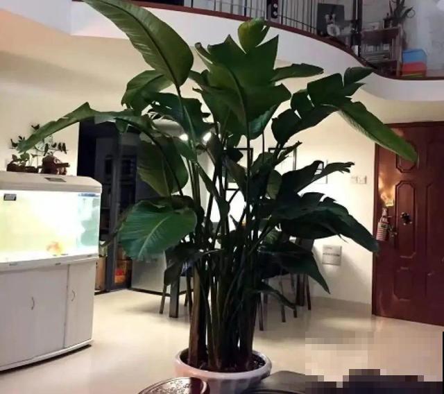 家里养这10种花,冻伤了要赶紧救,晚了就救不回来了 家里养这10种花,冻伤了要赶紧救,晚了就救不回来了