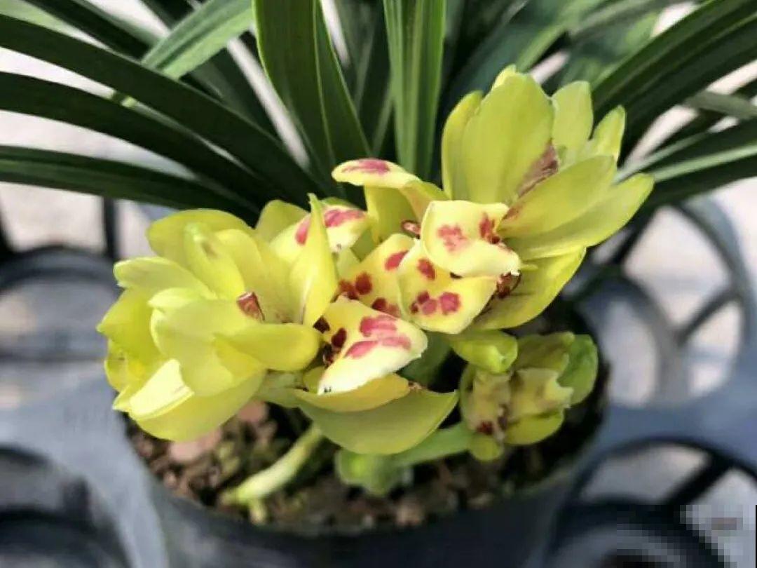 家里有这9种花,一定要冻一个月,才能开花更好看 家里有这9种花,一定要冻一个月,才能开花更好看