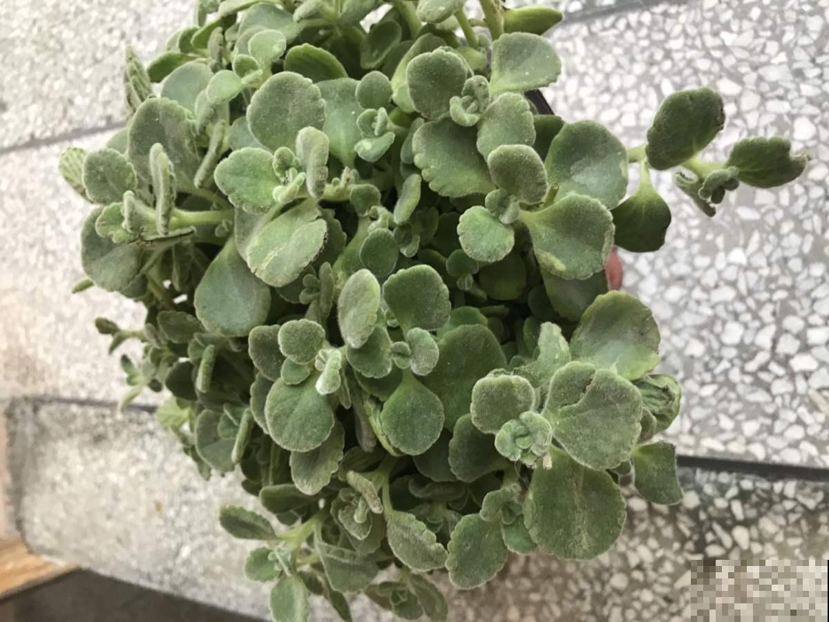 家里碰碰香没味道？那是这4点没做好，不然香飘满屋！