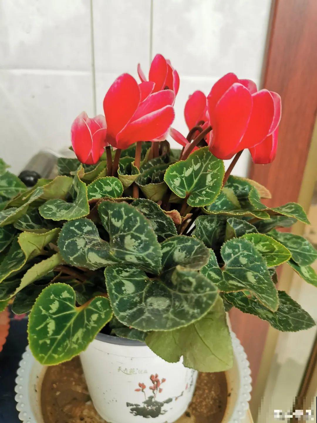 不同的花要摆在不同地方，摆对了才好看，摆错了看着糟心！