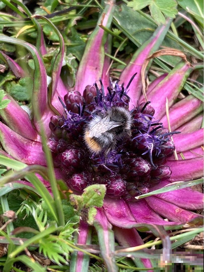 野外看到4种植物,千万不要挖,不然容易招来大麻烦 野外看到4种植物,千万不要挖,不然容易招来大麻烦