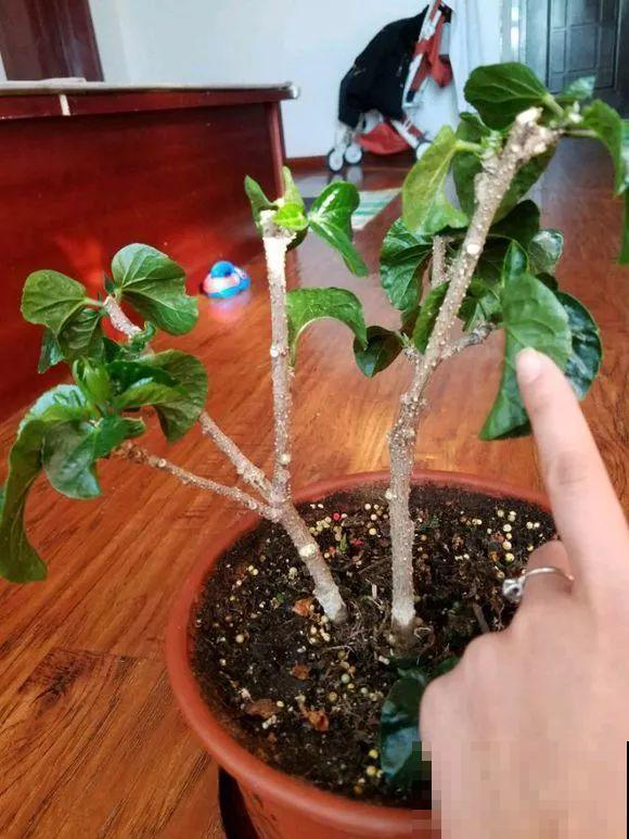 2月养花下狠手，剃光头、撸光叶，越狠越开花！