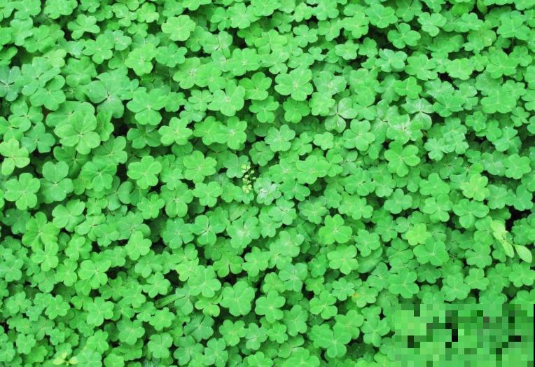 冬季必备酢浆草，颜值高好养护，轻松开成一片“花海”！