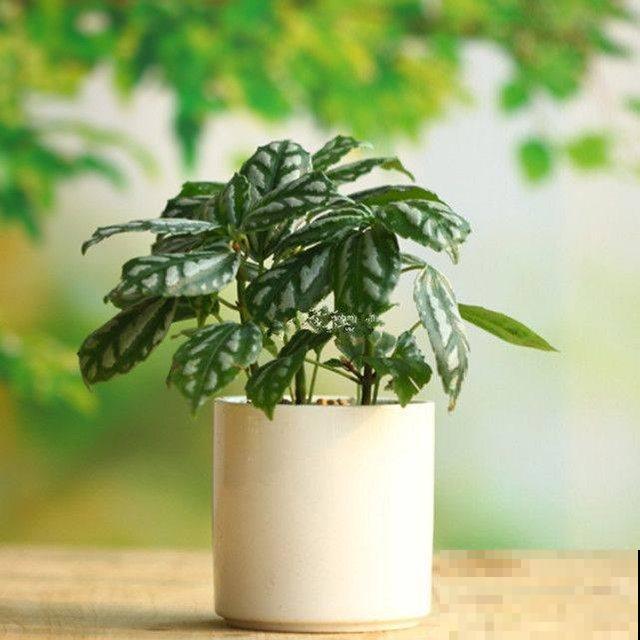 这6种植物养在厨房，油烟味被吸光，空气保持清新！