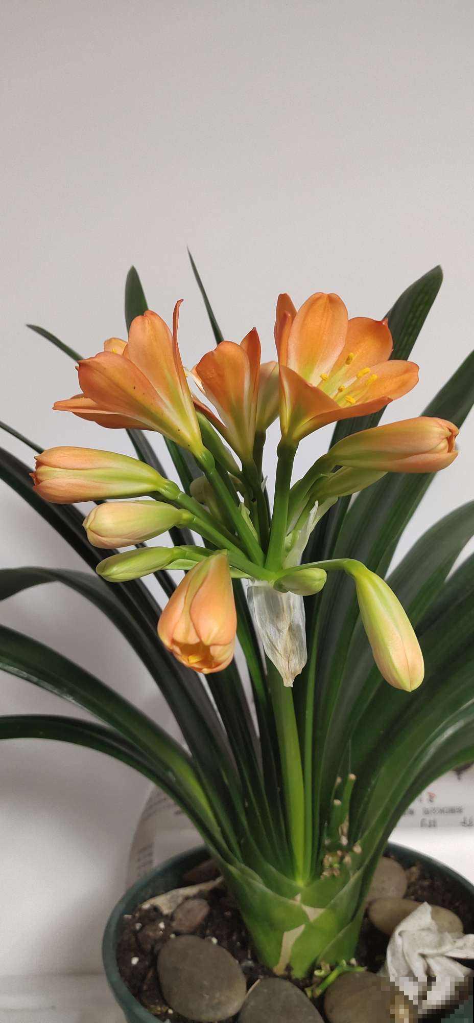 一盆君子兰，居然能卖10万块，真值钱！