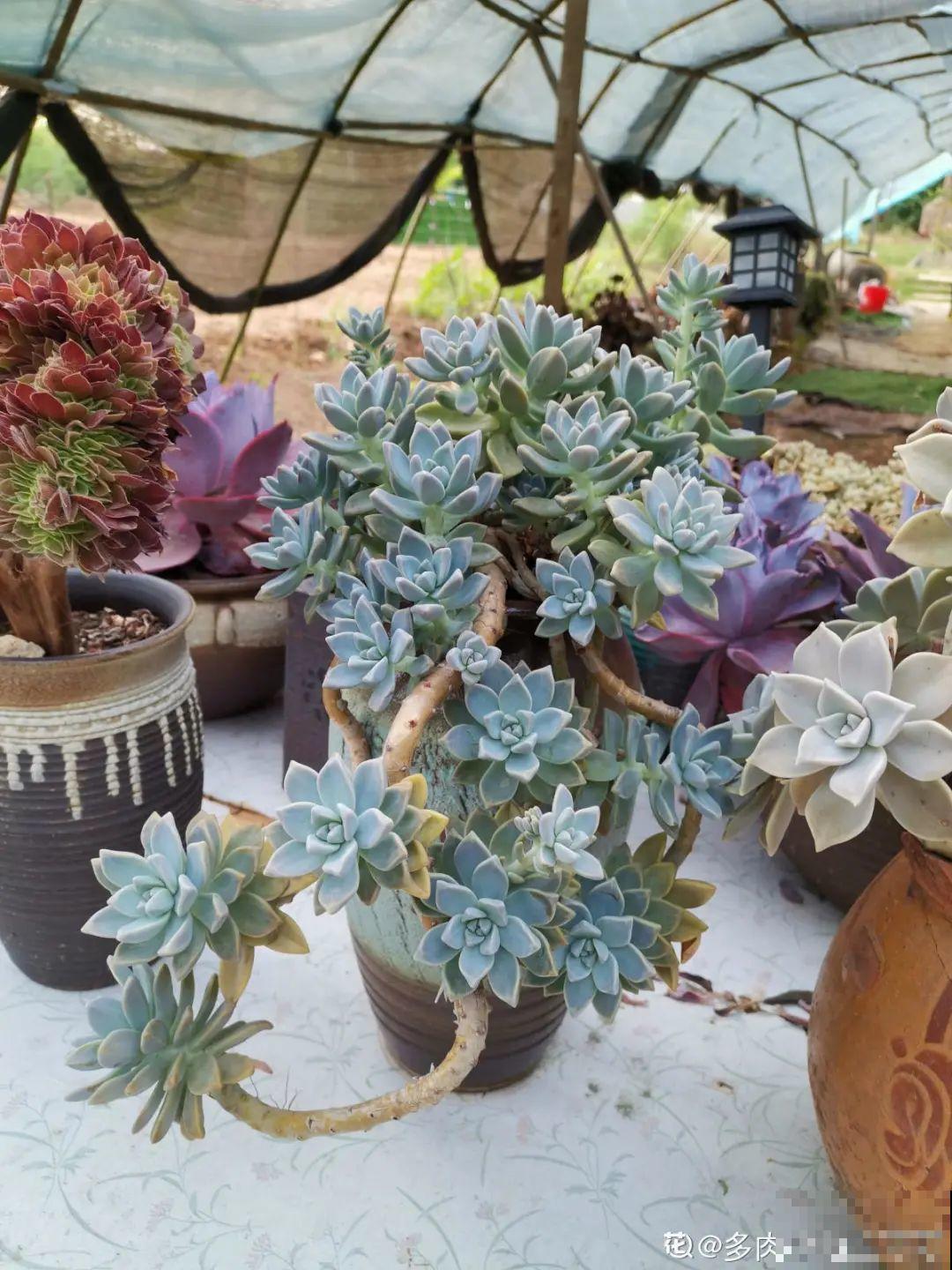 自然生长的多肉，叶子肥嘟嘟，壮得像大白菜