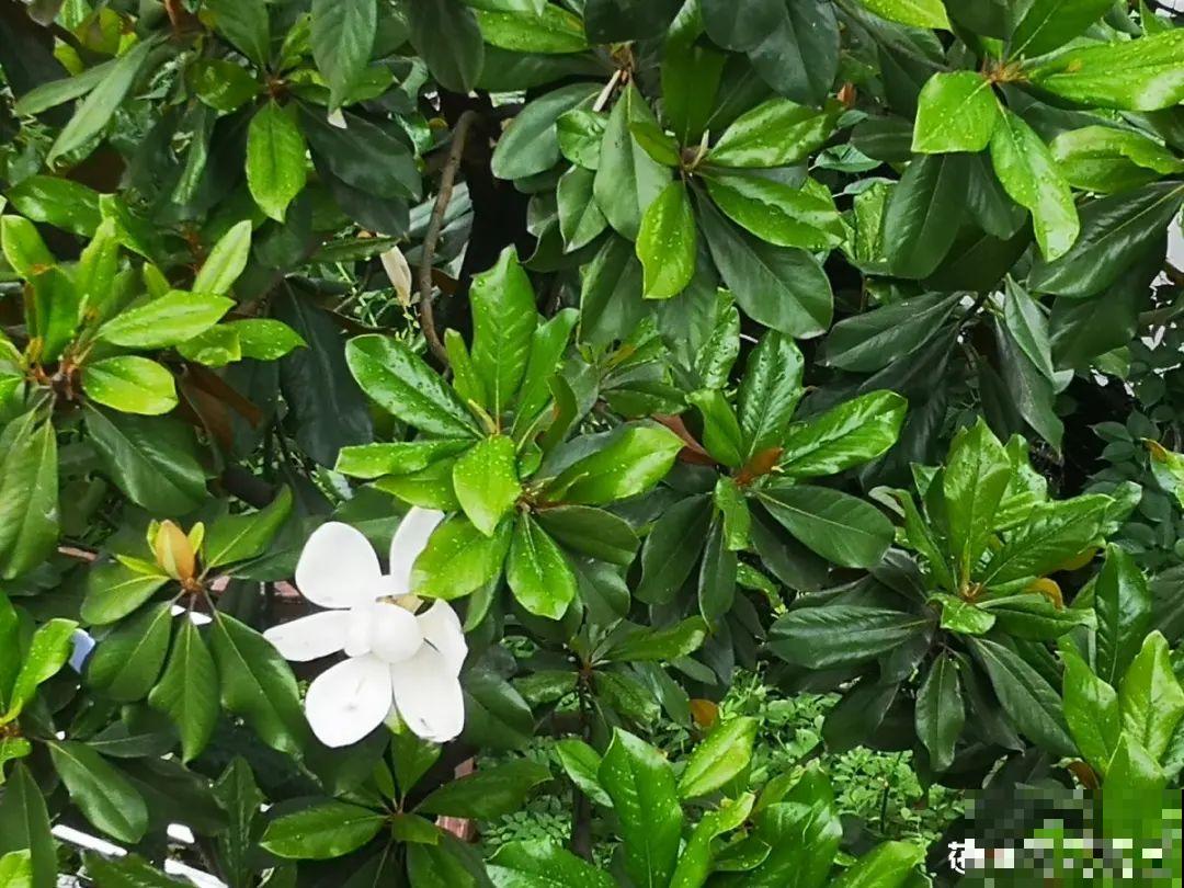 16种花，能养成传家宝，养个几十年没问题