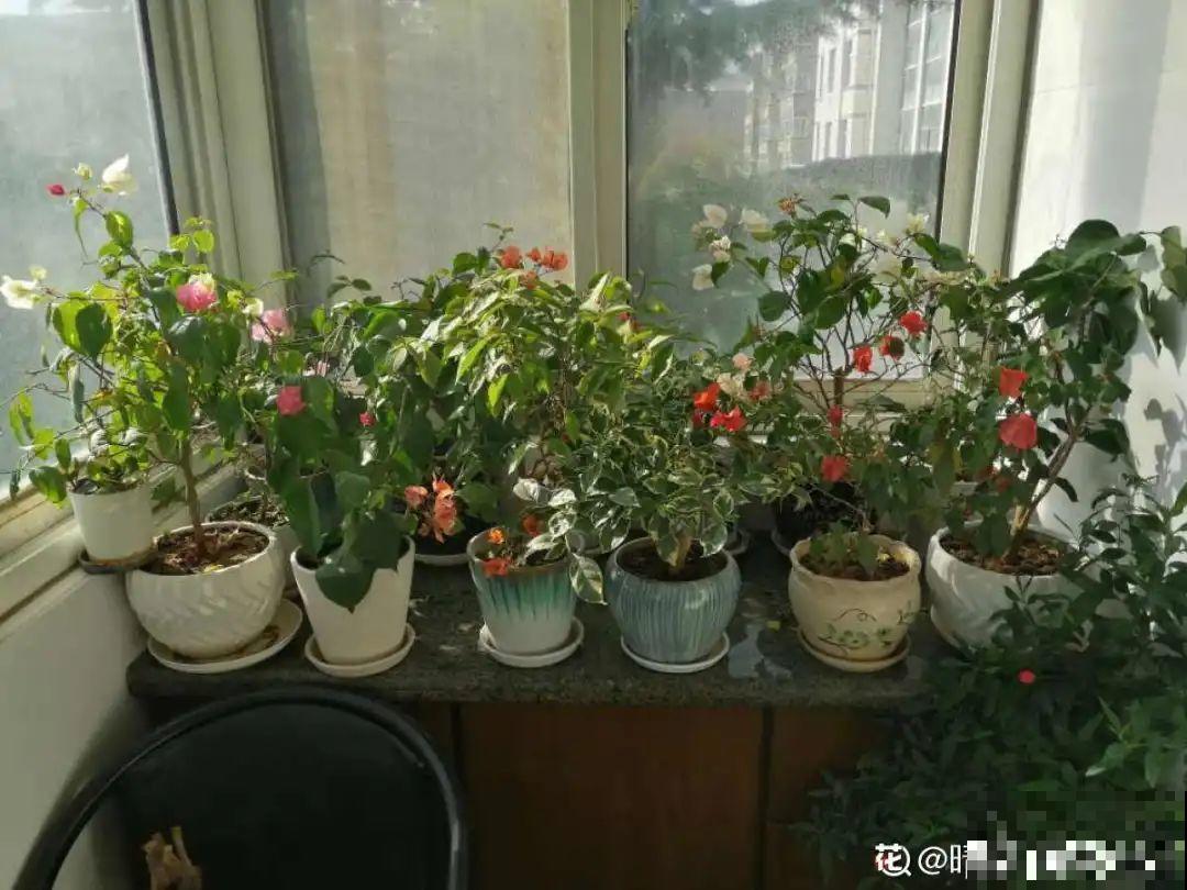 养花一定要选对盆，花盆选不对，花就长不好