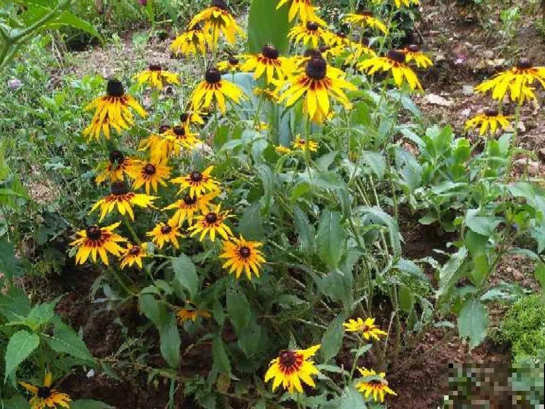 只需要种一次的花，年年疯长，除都除不尽