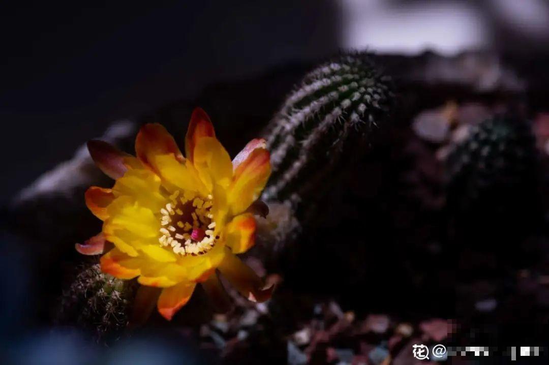 多肉一开花,颜值瞬间高八度,太美了! 多肉一开花,颜值瞬间高八度,太美了!
