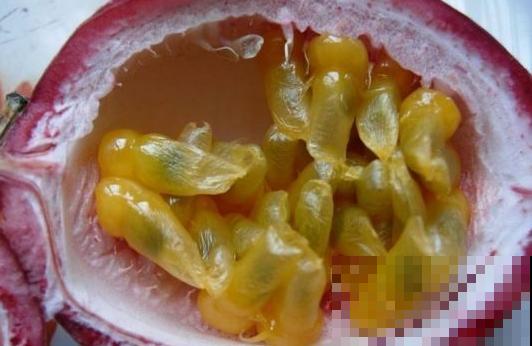 百香果不用花钱买，直接埋土里，好吃又好看！
