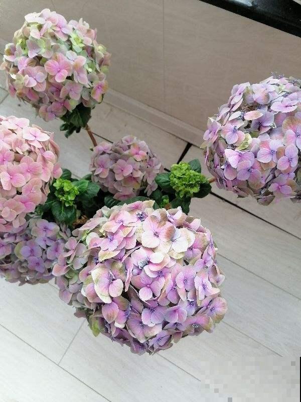 春天养3种“花团子”，开花又美又仙气，春天生长正旺盛！