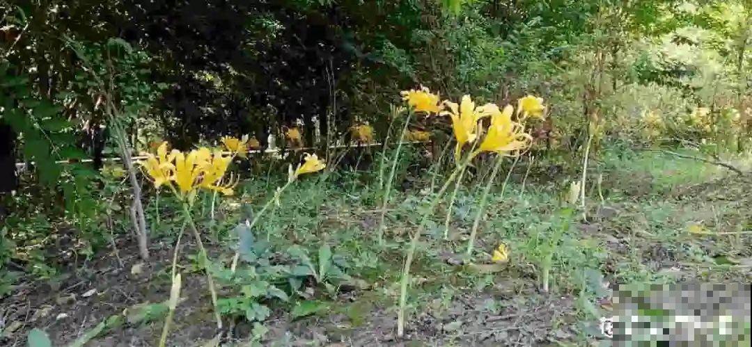 牙签串大蒜，冒充七彩水仙？千万别上当！