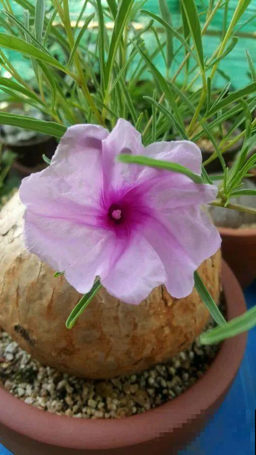 农村树上长出大萝卜?开出灯笼花,价格贵的出奇! 农村树上长出大萝卜?开出灯笼花,价格贵的出奇!