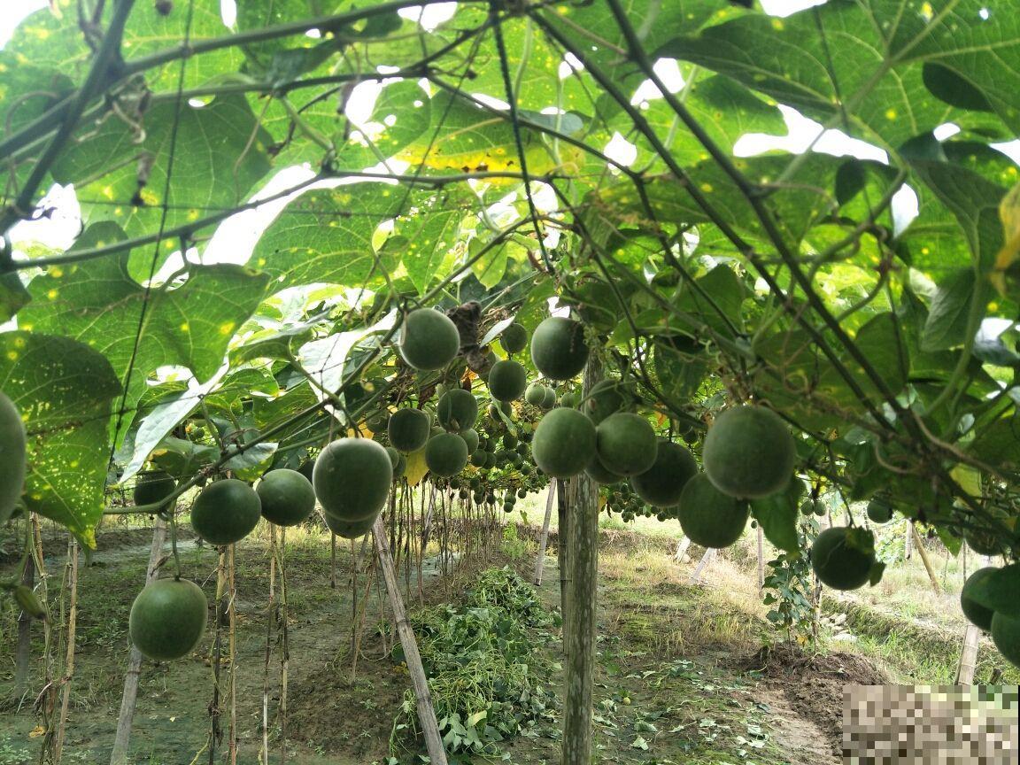 冬天又干又冷，吃6种食物，润肺止咳效果好