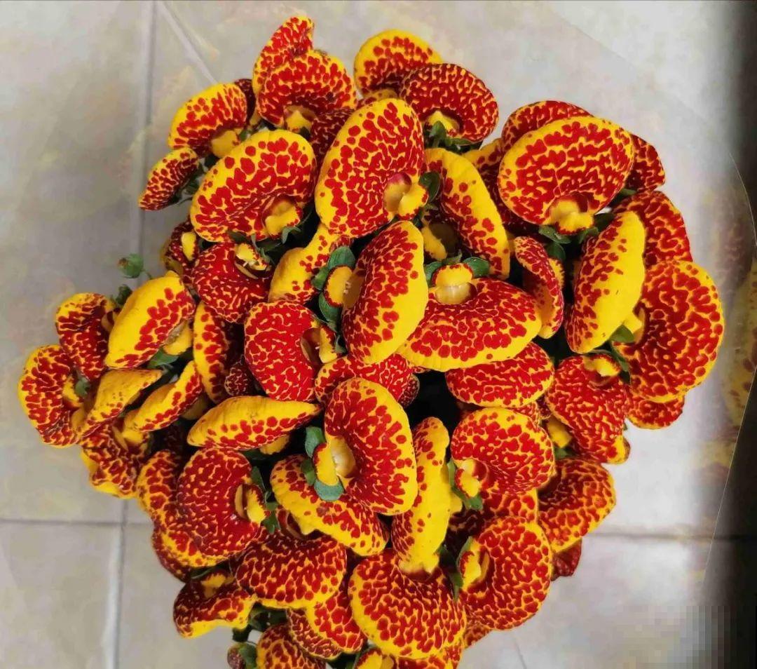 红红火火的过年花,开花特热闹,过年必备! 红红火火的过年花,开花特热闹,过年必备!