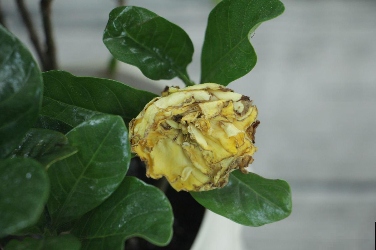 快死的花这么做，分分钟起死回生，还能再开花！