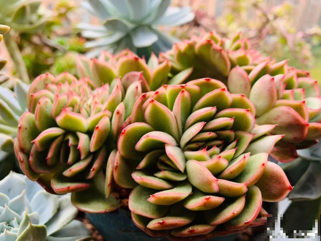 小阳台也能养多肉，一尺一寸，都是繁华！