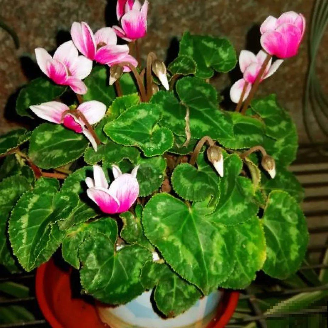 冬天干燥静电多，养这几盆花，增湿加氧很天然！