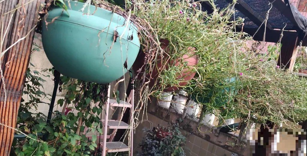 5年的花园，消失只要3天，全没了……