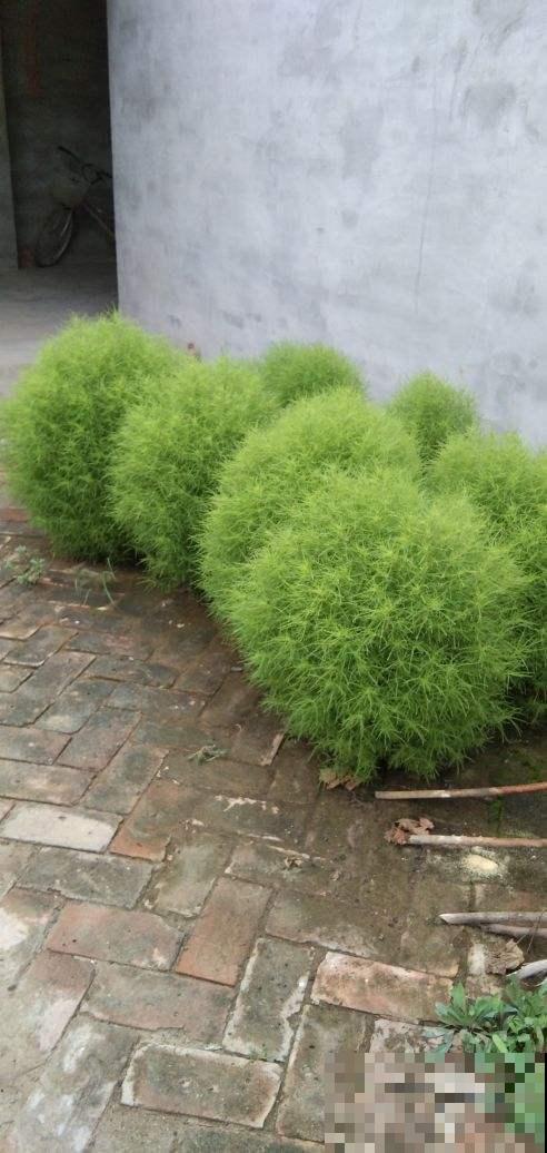 小时候院子里常见的地肤草，原来就是笤帚苗，长知识了！