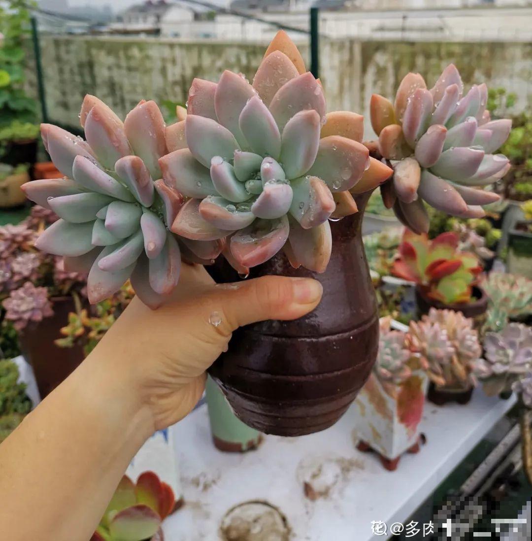 自然生长的多肉，叶子肥嘟嘟，壮得像大白菜