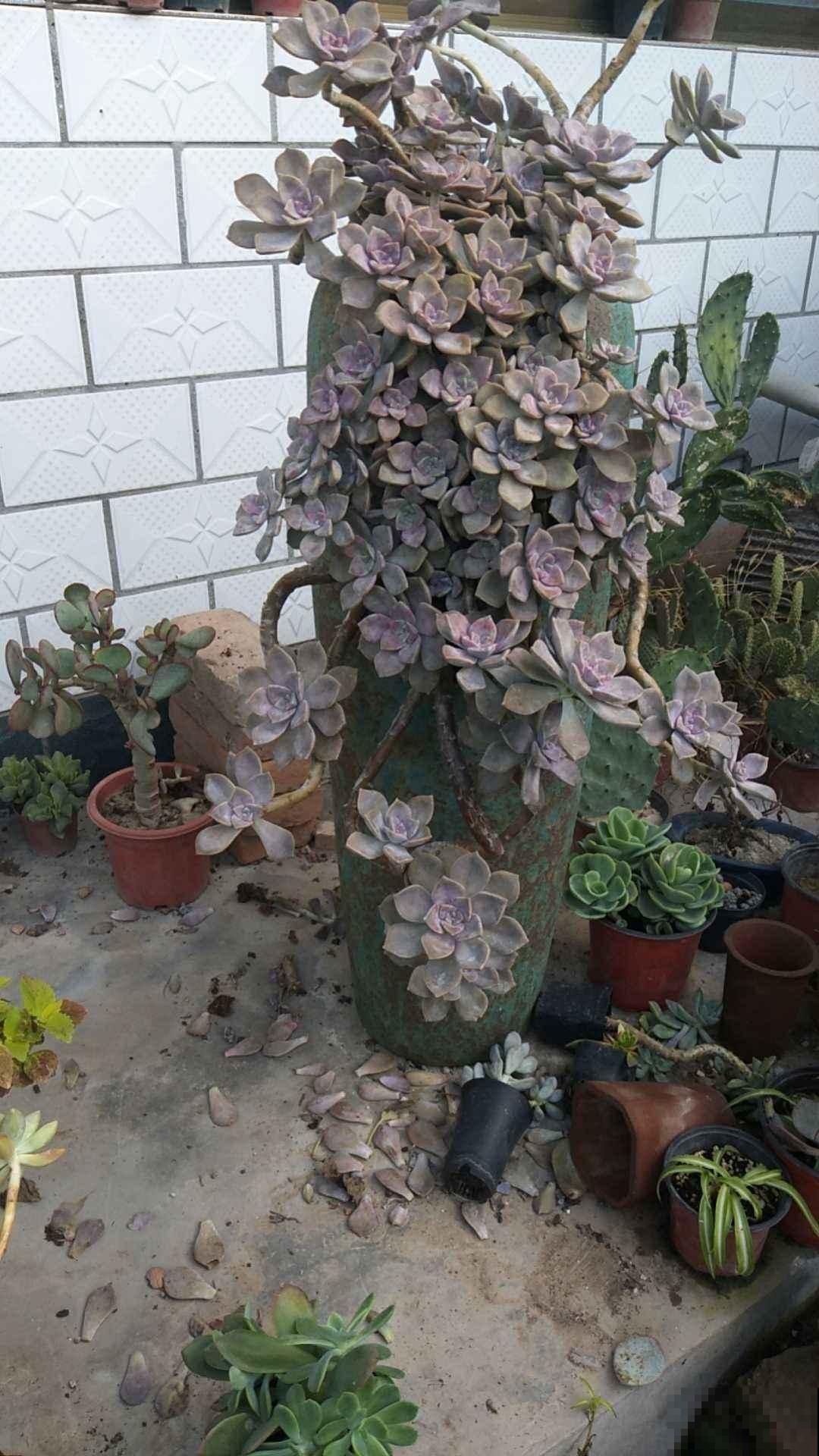 一盆君子兰，居然能卖10万块，真值钱！