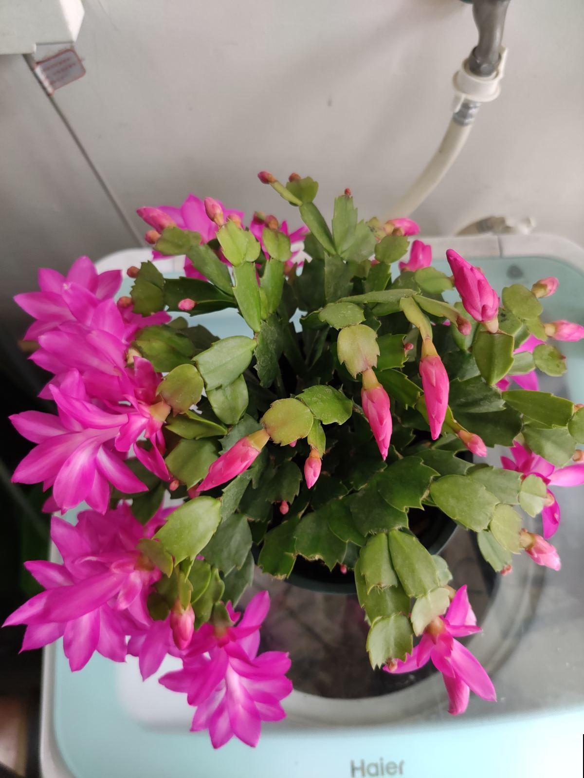 5种花吸引力太强,养好一盆,就会越来越上瘾 5种花吸引力太强,养好一盆,就会越来越上瘾