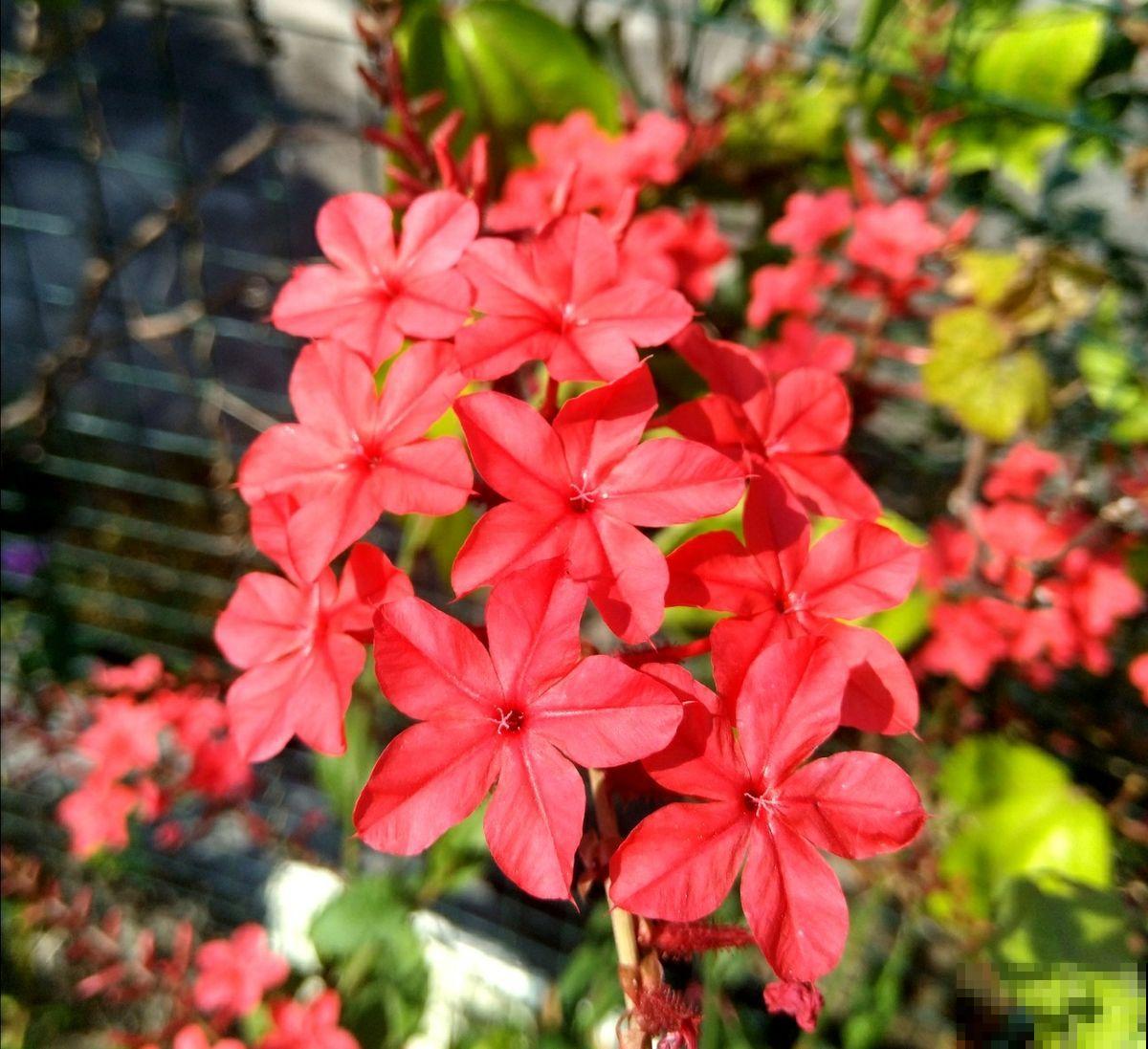 养花把控好温度是关键,了解了这些,才能轻松养好花! 养花把控好温度是关键,了解了这些,才能轻松养好花!