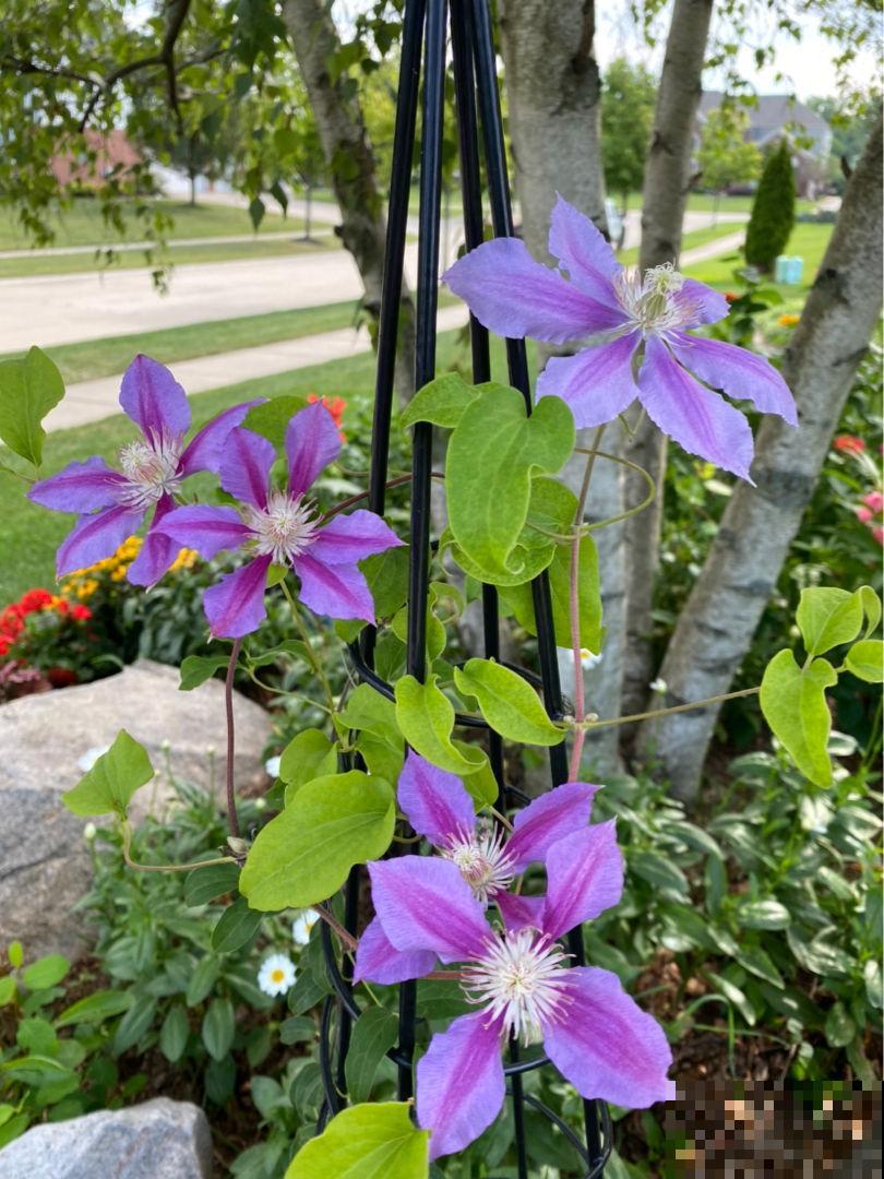 家里的小露台，养些喜欢的花，春天开成大花园